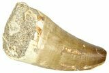 Fossil Mosasaur (Thalassotitan) Tooth - Morocco #374485-1